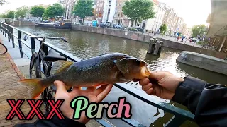 Perch Fishing Amsterdam