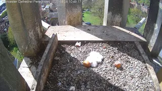 Falcon Cam🌼2023🌼Day 3 Following Hatching🐣Worcester Cathedral