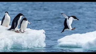 If penguins could parkour