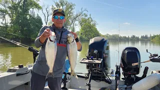 Sacramento River 2024 "SHAD on 🔥" Part.1 #hewescraft #shad#striper#Discovery park#
