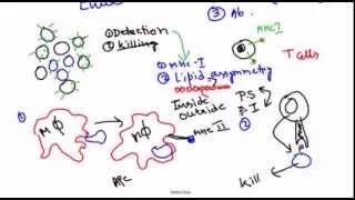 Cancer immunology (immune response against cancer)