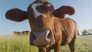 Queensland Government on Beef TV