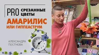 Амариллис или гиппеаструм? В данном случае важно одно - очень красивый и долго радует в вазе.