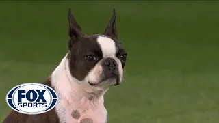 Ripple’s handler falls during WKC agility competition, celebrates after completing run | FOX SPORTS