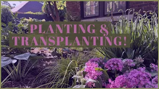 Planting Annuals! // Transplanting Perennials! 👀