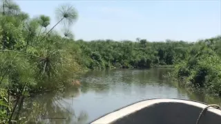 Watching for crocodiles on the White Nile in South Sudan