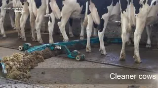 Amazing modern automatic cow farming technology-and fastest feeding, cleaning and milking machines