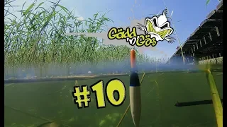 Folge 10: Stippangeln für Anfänger | Das Friedfisch Tutorial für Angler