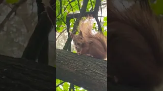 7 Фактів про білок 🐿️