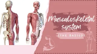 Musculoskeletal System Made Easy