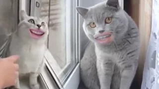 Смешная Вирусная бизнес реклама кошачьего корма. Или девушка и коты. Продающее видео