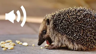 hedgehog call