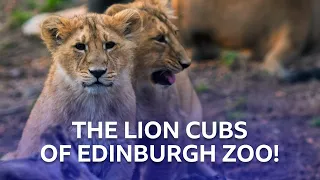 The First Litter Of Lion Cubs In Ten Years | Inside The Zoo | BBC Scotland