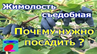 Жимолость съедобная посадка и уход.