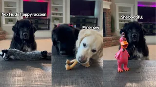 Newfoundland Dog Shows Her Favorite Toys