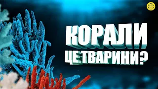 ЯК багато ВИ ЗНАЄТЕ про КОРАЛИ? | коралові рифи - цікаві факти