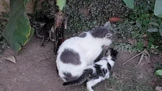 Mother Cat Accepting Her Kittens Back After Weaning And Rejecting