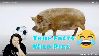 zfrank1 true facts wild pigs Reaction