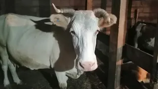 Купили у алкашей за 10000 тысяч, пятую корову 🐄. Муж  говорит "крыша поехала" 😱🤣🤣🤣❤️💋