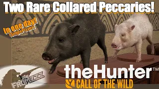 theHunter: Call of the Wild™ - Two RARE Collared Peccaries in ONE Day!