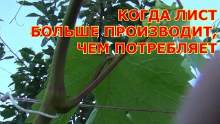 ОБРЕЗКА ВИНОГРАДА ЛЕТОМ. ДЛЯ ЧЕГО и КАК делать ЧЕКАНКУ