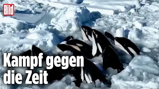 Niemand kann ihnen helfen: Orcas stecken in tödlicher Eis-Falle
