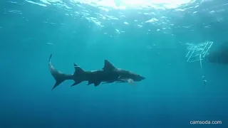 Во время съёмки в воде на полуобнажённую модель напала акула