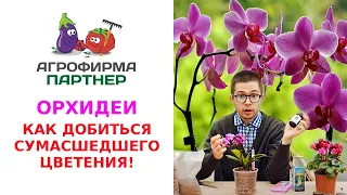 ОРХИДЕИ - КАК ДОБИТЬСЯ СУМАСШЕДШЕГО ЦВЕТЕНИЯ!