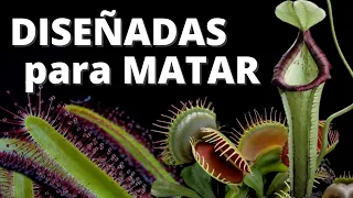 Las plantas carnívoras y su aspecto alienígena