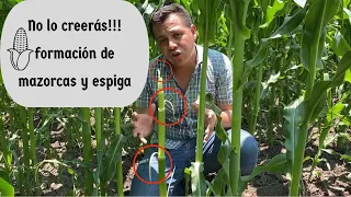 Formación de mazorcas y espigas en el cultivo de maíz. Diferenciación etapa v4 a v6. En el campo