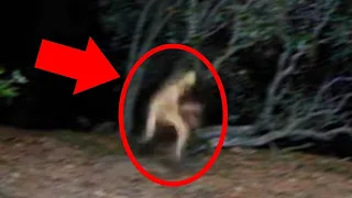 5 Mysterious Creatures Caught On Camera : Top 5 STRANGE Creatures | nuke's top5