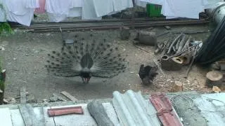 Peacock vs. Turkey