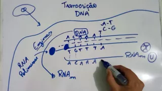 Transcrição do DNA - Explicação Detalhada