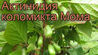 Актинидия коломикта Мома (actinidia kolomikta) 🌿 Мома обзор: как сажать, рассада актинидии Мома