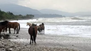 Дикие  лошади в Абхазии 24092014038