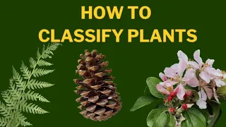 Learn Plant Classification |  The Plant Kingdom