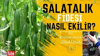 Salatalık Fidesi Nasıl Ekilir? (Su Bidonunda Salatalık) | Sebze Yetiştiriciliği - Bahçe İşleri
