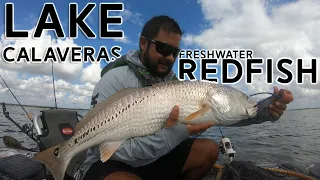 Lake Calaveras: FEW places in the WORLD to fish these kind of REDFISH