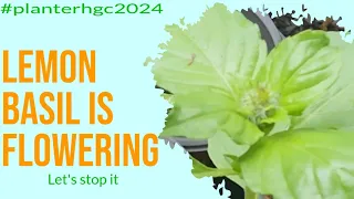 Lemon basil is going to seed | Update 5-5-2024 #planterhgc2024