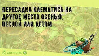 Пересадка клематиса на другое место осенью, весной или летом