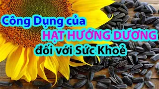 Hạt Hướng Dương Có Công Dụng gì?? Ăn nhiều có tốt không??