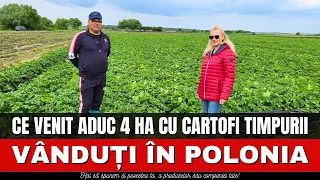 Ce venit aduc 4 ha cu cartofi timpurii vânduți în Polonia / România Văzută Din Tractor