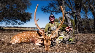 GIANT FREE RANGE AXIS DEER WITH THE BOW