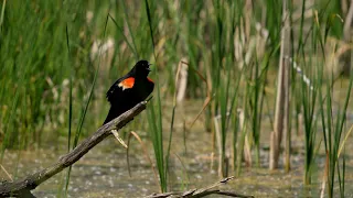 Discover bird watching at Minnesota Valley National Wildlife Refuge