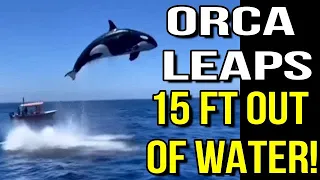 Orca Stunning Leap During Dramatic Dolphin Hunt