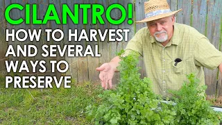 CILANTRO! Harvesting and Several Ways to Preserve It || Black Gumbo