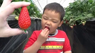 Strawberry Picking イチゴ狩り に行ってきたよ 【 おでかけ 】