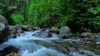 BEAUTIFUL FOREST SOUNDS, CALMING RIVER SOUNDS, FOREST BIRDSONG, NATURES MUSIC, ASMR