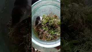 Vesimutt (Neomys fodiens; Eurasian water shrew)... Eesti elurikkus