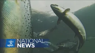 As Chinook salmon season comes to end in Yukon, worry and hope for the future remains | APTN News